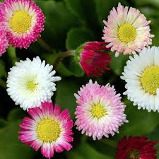 Image result for Bellis perennis