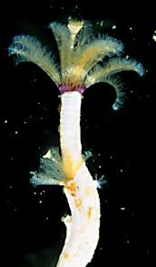 Attēlu rezultāti vaicājumam “Amaurochaete fusiformis”