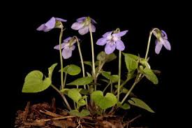 Attēlu rezultāti vaicājumam “Viola uliginosa”