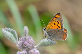 Attēlu rezultāti vaicājumam “Lycaena phlaeas underside”