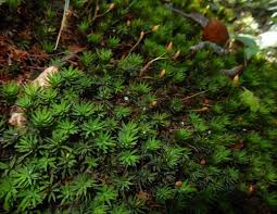 Attēlu rezultāti vaicājumam “Pseudobryum cinclidioides cells”