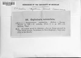 Attēlu rezultāti vaicājumam “Cephalozia catenulata”