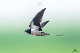 Attēlu rezultāti vaicājumam “Hirundinidae”