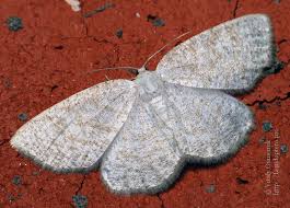 Attēlu rezultāti vaicājumam “Cabera exanthemata”