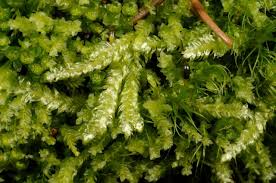 Attēlu rezultāti vaicājumam “Plagiothecium cavifolium”