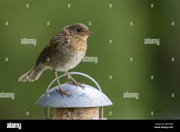 Attēlu rezultāti vaicājumam “Erithacus rubecula juvenile”