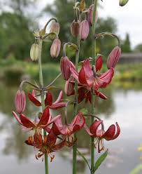 Image result for Lilium martagon `Manitoba Fox`