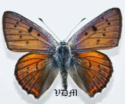 Attēlu rezultāti vaicājumam “Lycaena alciphron”