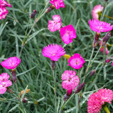 Image result for Dianthus gratianopolitanus