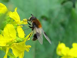 Attēlu rezultāti vaicājumam “Leucozona lucorum”