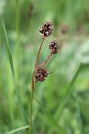 Attēlu rezultāti vaicājumam “Luzula campestris fruit”