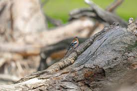 Attēlu rezultāti vaicājumam “Fringilla coelebs male”