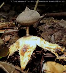 Attēlu rezultāti vaicājumam “Geastrum pectinatum”