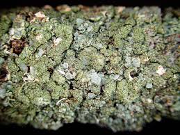 Attēlu rezultāti vaicājumam “Parmelia serrana”