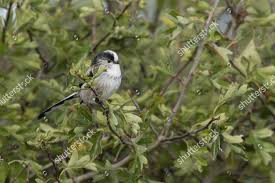Attēlu rezultāti vaicājumam “Aegithalos caudatus adult”