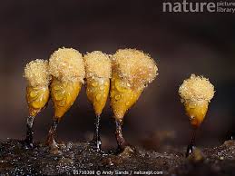 Attēlu rezultāti vaicājumam “Hemitrichia calyculata”