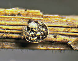 Attēlu rezultāti vaicājumam “Lycogala ustulatum sessile”