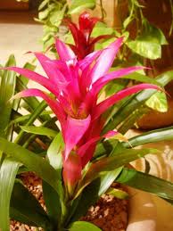 Картинки по запросу гусмания