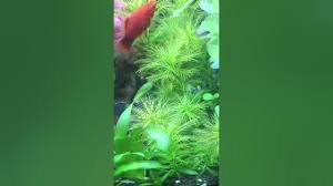 「綠羽毛」的圖片搜尋結果