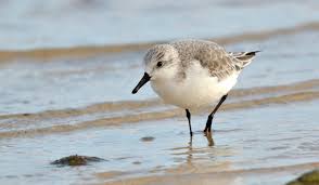 Attēlu rezultāti vaicājumam “Calidris alba”