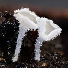 Attēlu rezultāti vaicājumam “Lachnum virgineum”