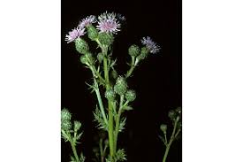 Attēlu rezultāti vaicājumam “Cirsium arvense fruit”