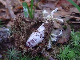 Attēlu rezultāti vaicājumam “Cordyceps polyarthra”