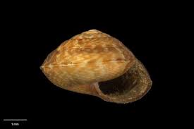 Attēlu rezultāti vaicājumam “Helicidae”