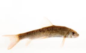 Image result for Huso brevirostrum