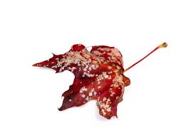 Attēlu rezultāti vaicājumam “Sawadaea tulasnei”