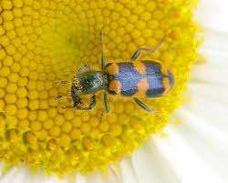 Attēlu rezultāti vaicājumam “Cleridae”