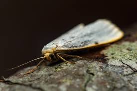 Attēlu rezultāti vaicājumam “Cybosia mesomella”