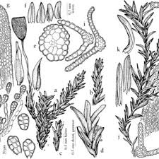 Attēlu rezultāti vaicājumam “Gymnostomum calcareum”