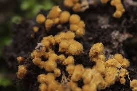 Attēlu rezultāti vaicājumam “Hemitrichia calyculata”