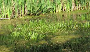 Attēlu rezultāti vaicājumam “Stratiotes aloides”