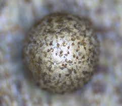 Attēlu rezultāti vaicājumam “Lycogala exiguum aggr. young”