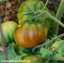Afbeeldingsresultaat voor black sea man tomato