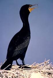 Image result for Phalacrocorax auritus
