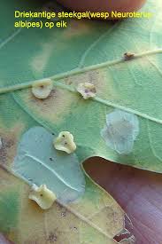 Attēlu rezultāti vaicājumam “Neuroterus albipes”