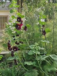 Image result for Alcea rosea nigra