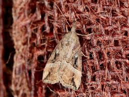 Attēlu rezultāti vaicājumam “Hypena rostralis”