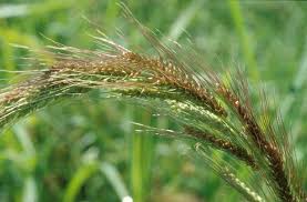 Attēlu rezultāti vaicājumam “Echinochloa crus-galli fruit”