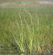 Attēlu rezultāti vaicājumam “Triglochin maritimum”