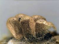 Attēlu rezultāti vaicājumam “Oligonema flavidum spores”