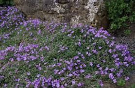 Attēlu rezultāti vaicājumam “Aubrieta deltoidea leaf”