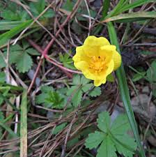 Attēlu rezultāti vaicājumam “xComagaria rosea  flower”
