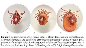 Attēlu rezultāti vaicājumam “Ixodes male”