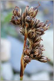 Attēlu rezultāti vaicājumam “Juncus squarrosus fruit”
