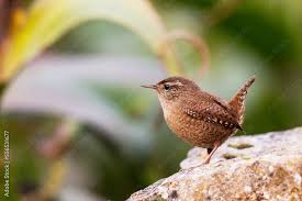 Attēlu rezultāti vaicājumam “Troglodytes troglodytes”