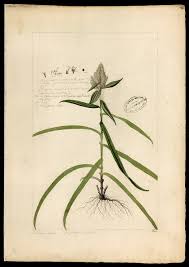 Attēlu rezultāti vaicājumam “Cyperaceae”